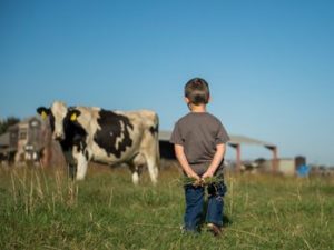 Young boy and a dairy cow