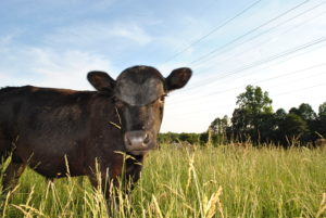 Image of cow