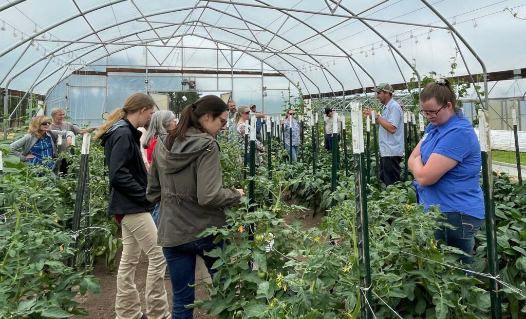 A group of people stand in a high tunnel studying tomatoes growing.