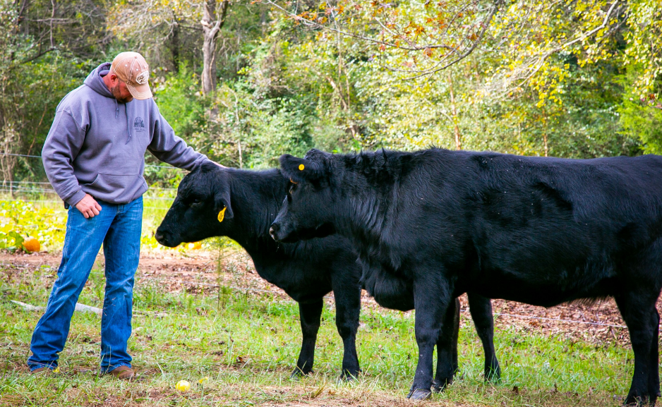Man patting a cow on its head