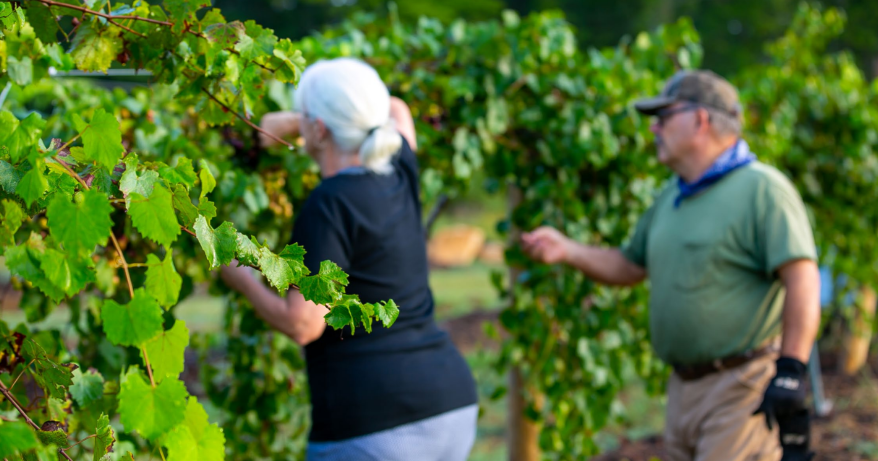 Lis and Tim Murray tending to crops