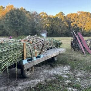 Willis Farms Sorghum